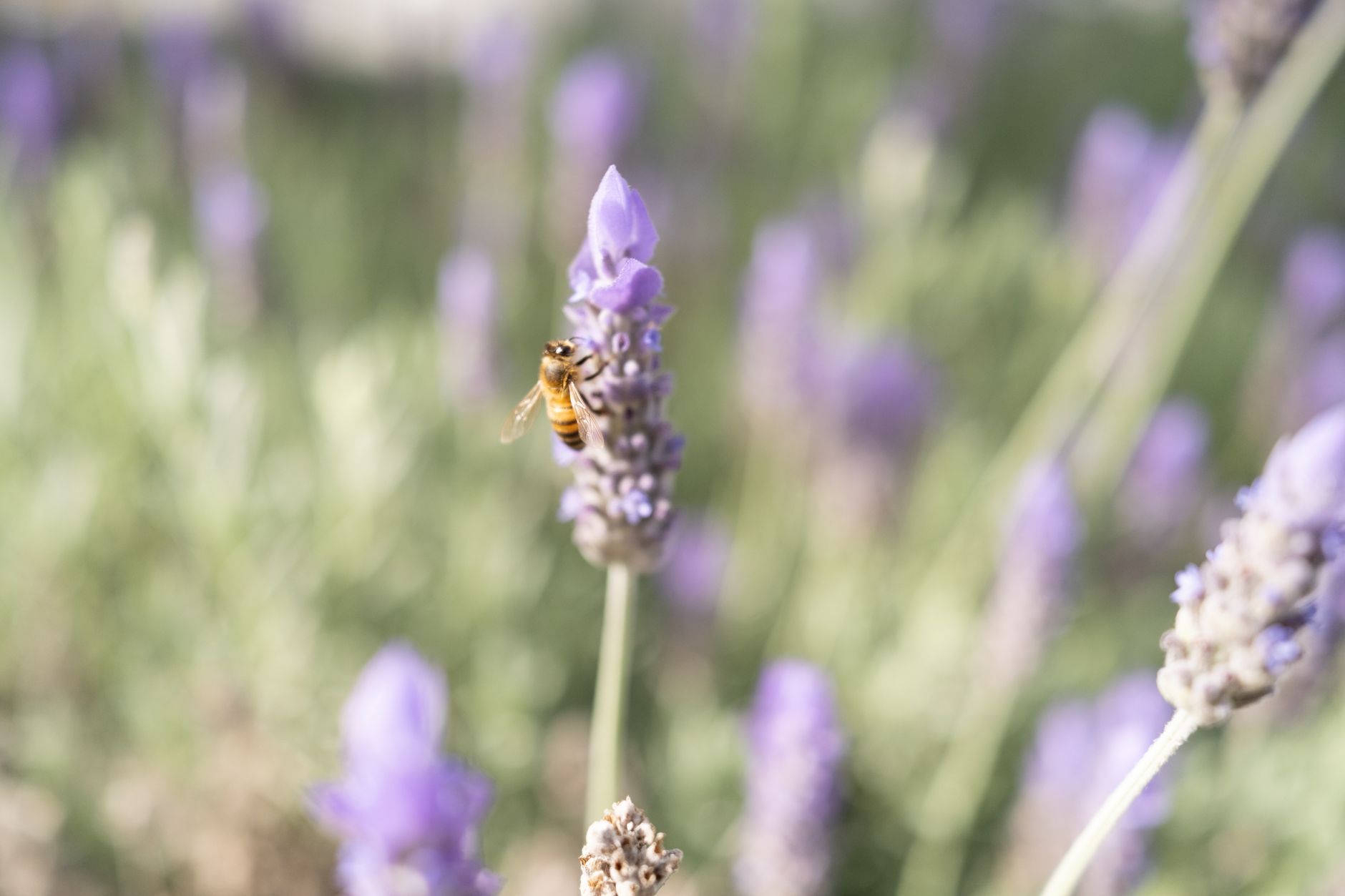 Abeille sur lavande