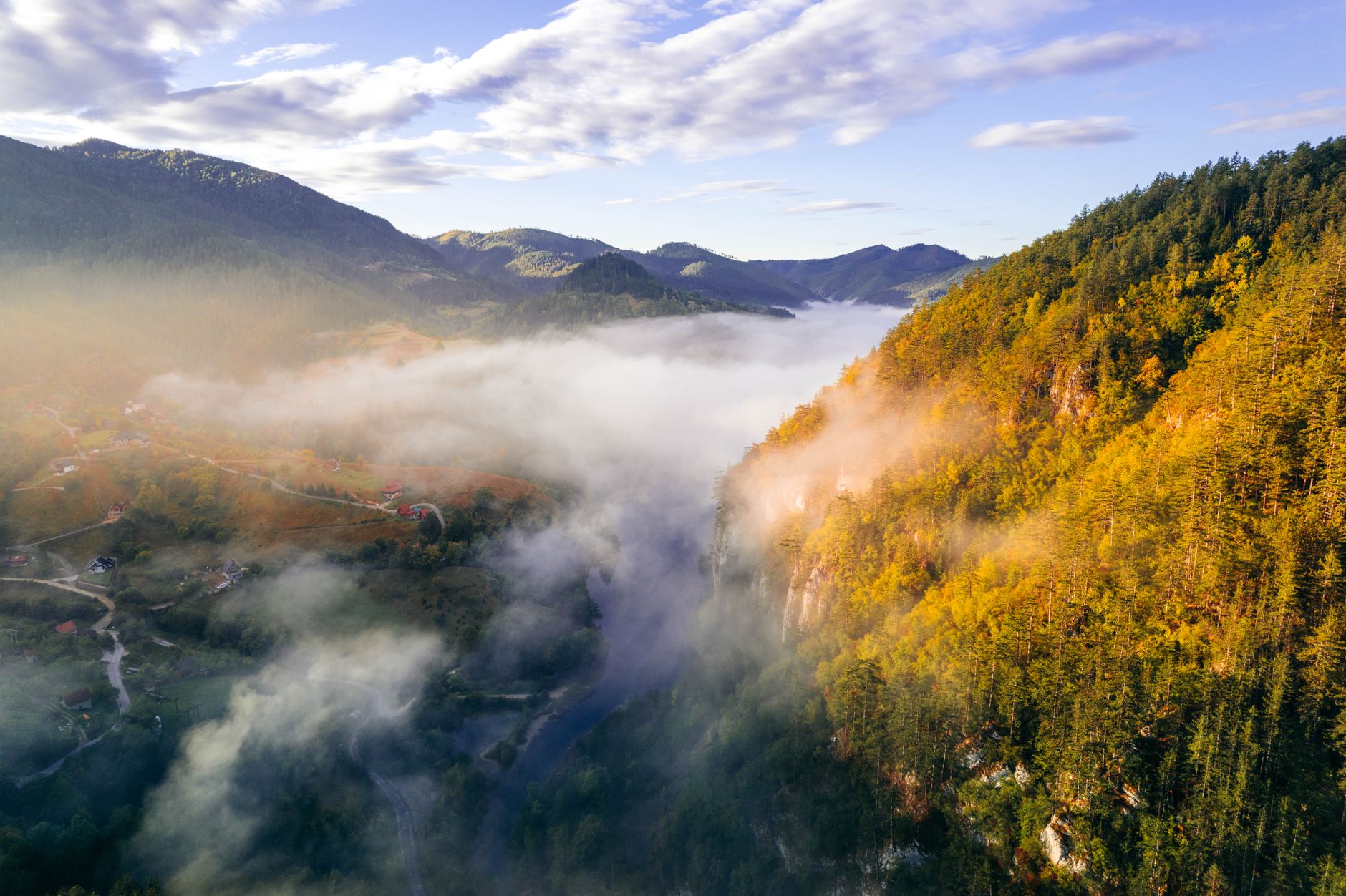 Forêt luxuriante au lever du soleil